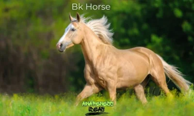 bk horse