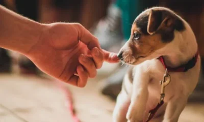 Puppy Training Mistakes