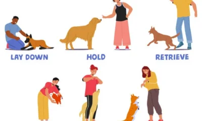 Dog’s Body Language