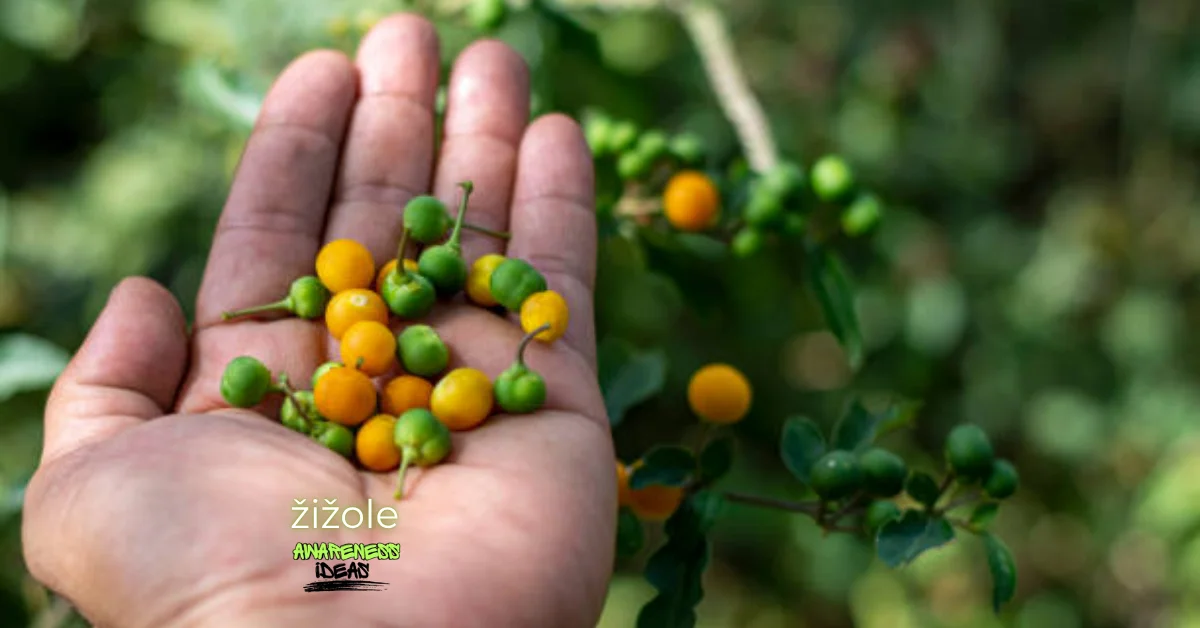 žižole