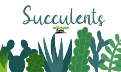 Suçculent