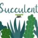Suçculent