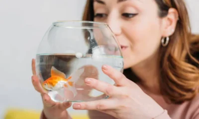 How to transport pet fish