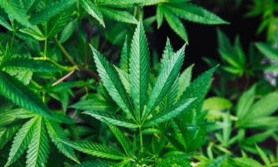 Top-Rated Cannabis Deals and Promotions