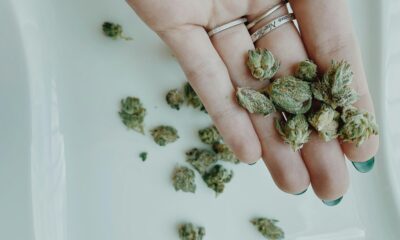 How Medical Cannabis Helps Improve Life With Chronic Conditions