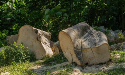 Reliable Stump Grinding Solutions to Clear Your Property Fast