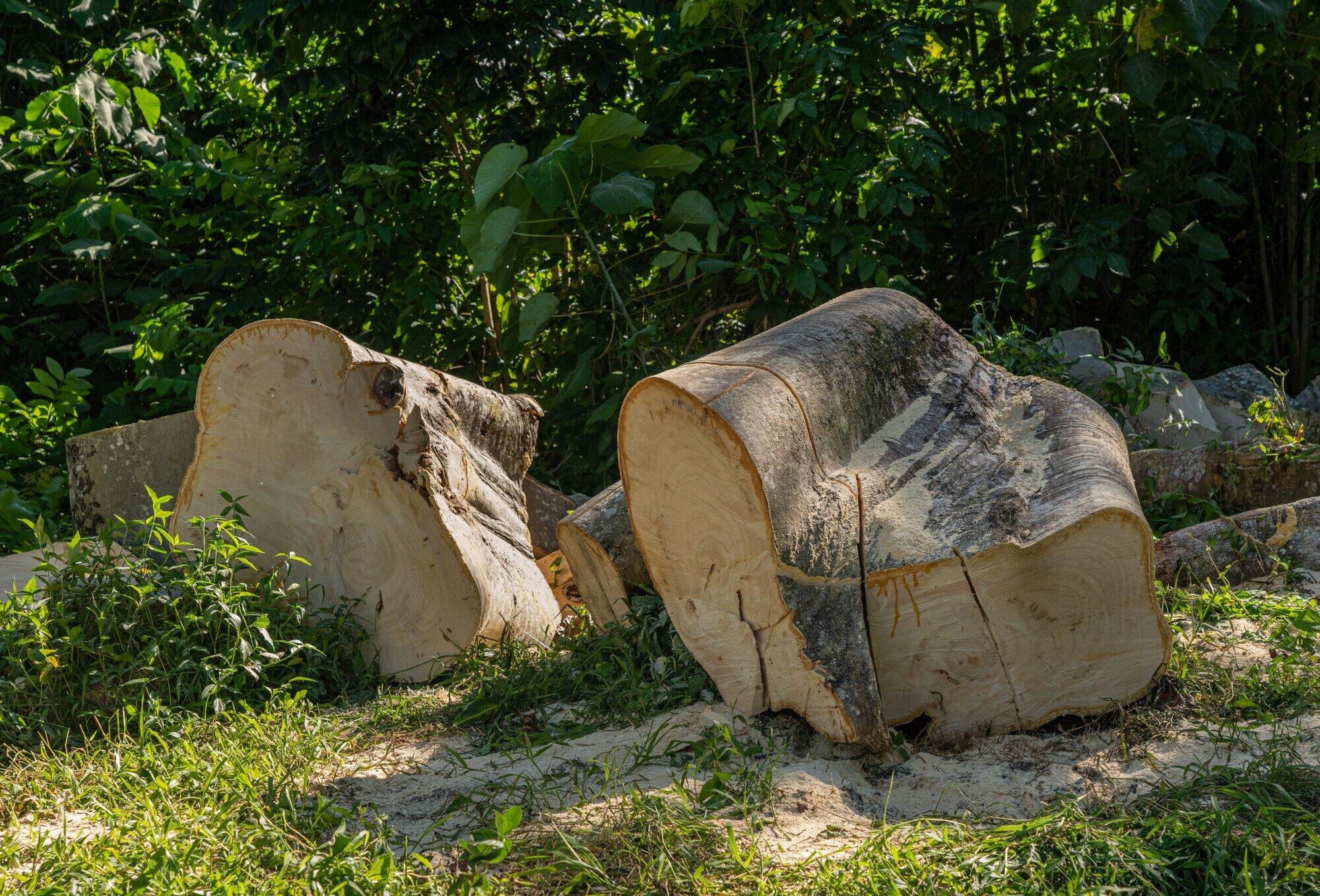 Reliable Stump Grinding Solutions to Clear Your Property Fast