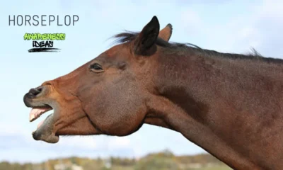 horseplop