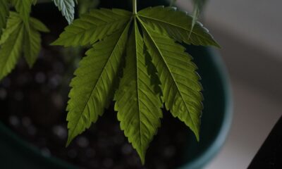 Discovering the Benefits of Ethically Sourced Cannabis