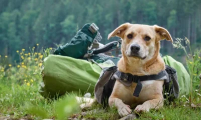 Adventure dog checklist