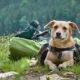 Adventure dog checklist