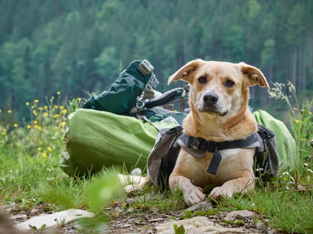 Adventure dog checklist