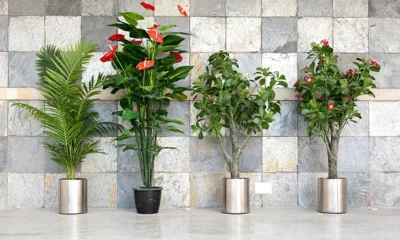 Artificial vs Real Plants