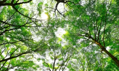 Tree canopy thinning