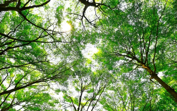 Tree canopy thinning