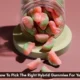 Hybrid gummies