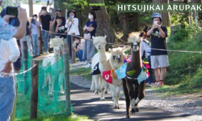 hitsujikai arupaka