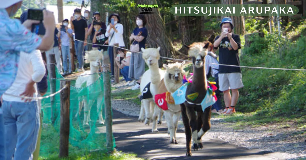 hitsujikai arupaka