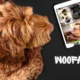 woofapps