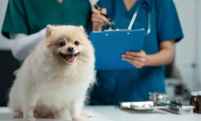 animal hospital